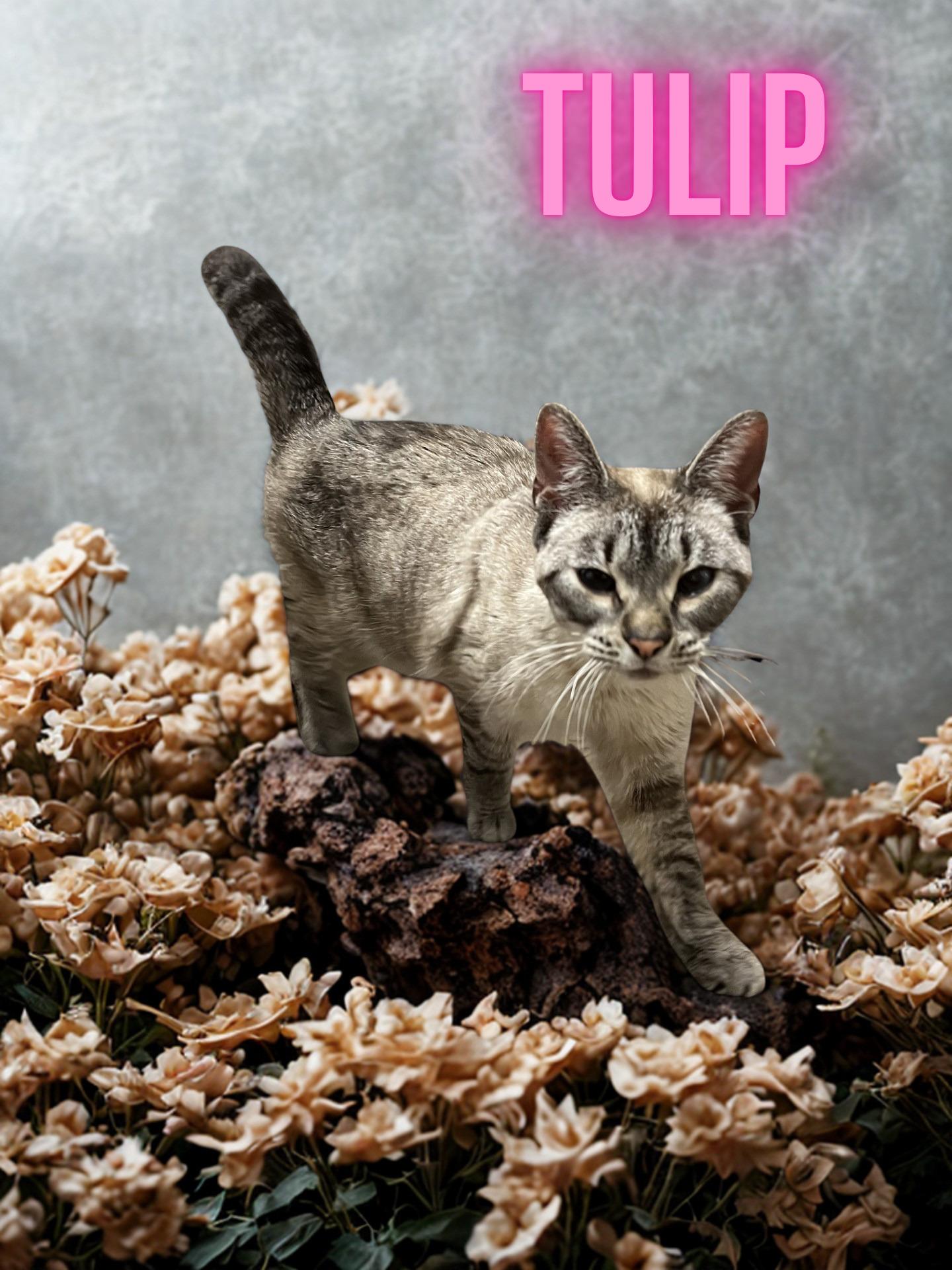 Enlarge Tulip, an adopted mixed breed in Orleans, VT image 1/1