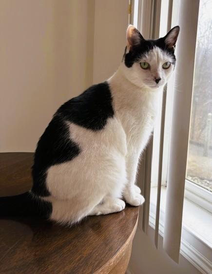 Enlarge Cece, a ADOPTABLE Domestic Short Hair in Nolensville, TN image 3/4