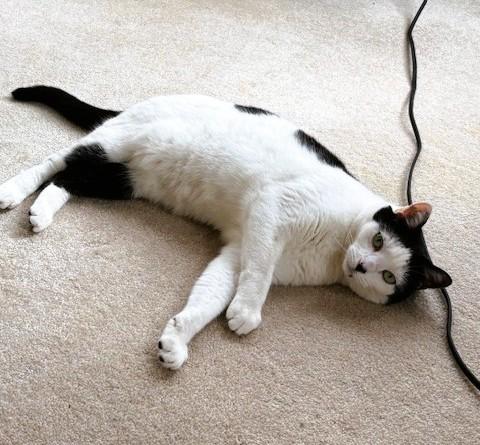 Enlarge Cece, a ADOPTABLE Domestic Short Hair in Nolensville, TN image 4/4