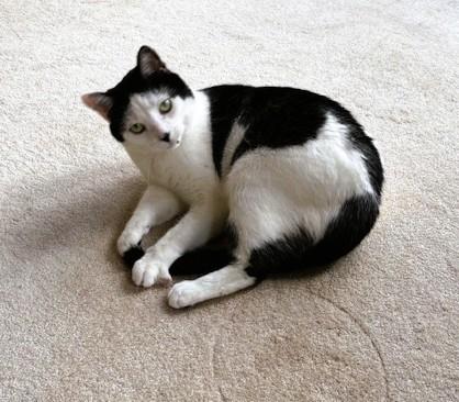 Enlarge Cece, a ADOPTABLE Domestic Short Hair in Nolensville, TN image 2/4