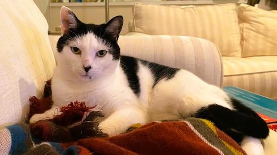 Enlarge Cece, a ADOPTABLE Domestic Short Hair in Nolensville, TN image 1/4