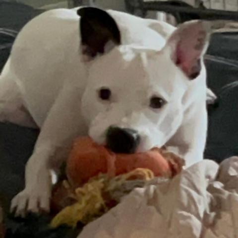 Kinsley KR, an adoptable Pit Bull Terrier in Austin, TX, 78701 | Photo Image 4