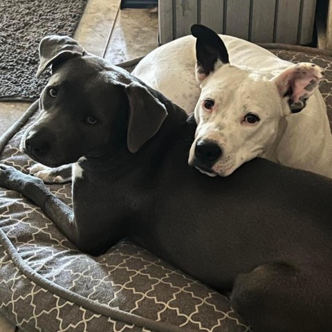 Kinsley KR, Adult Female Pit Bull Terrier