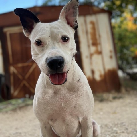 Kinsley KR, an adoptable Pit Bull Terrier in Austin, TX, 78701 | Photo Image 6