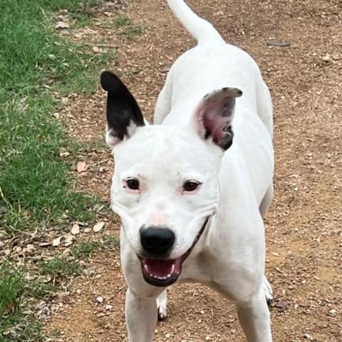 Kinsley KR, an adoptable Pit Bull Terrier in Austin, TX, 78701 | Photo Image 3