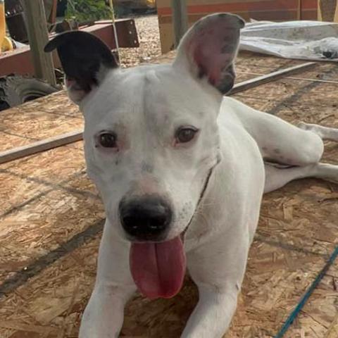 Kinsley KR, an adoptable Pit Bull Terrier in Austin, TX, 78701 | Photo Image 2