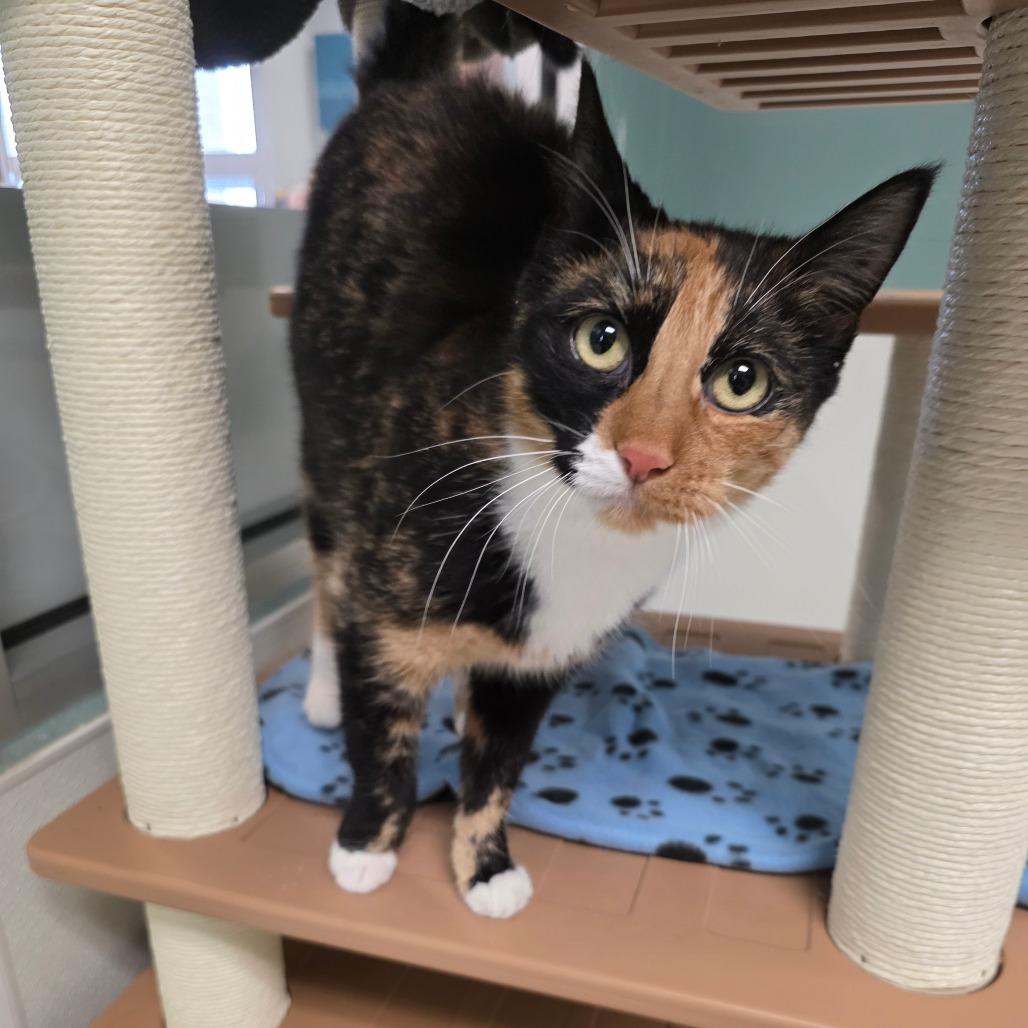 Dakota, a Adoptable Domestic Short Hair in Watertown, NY image 1/4