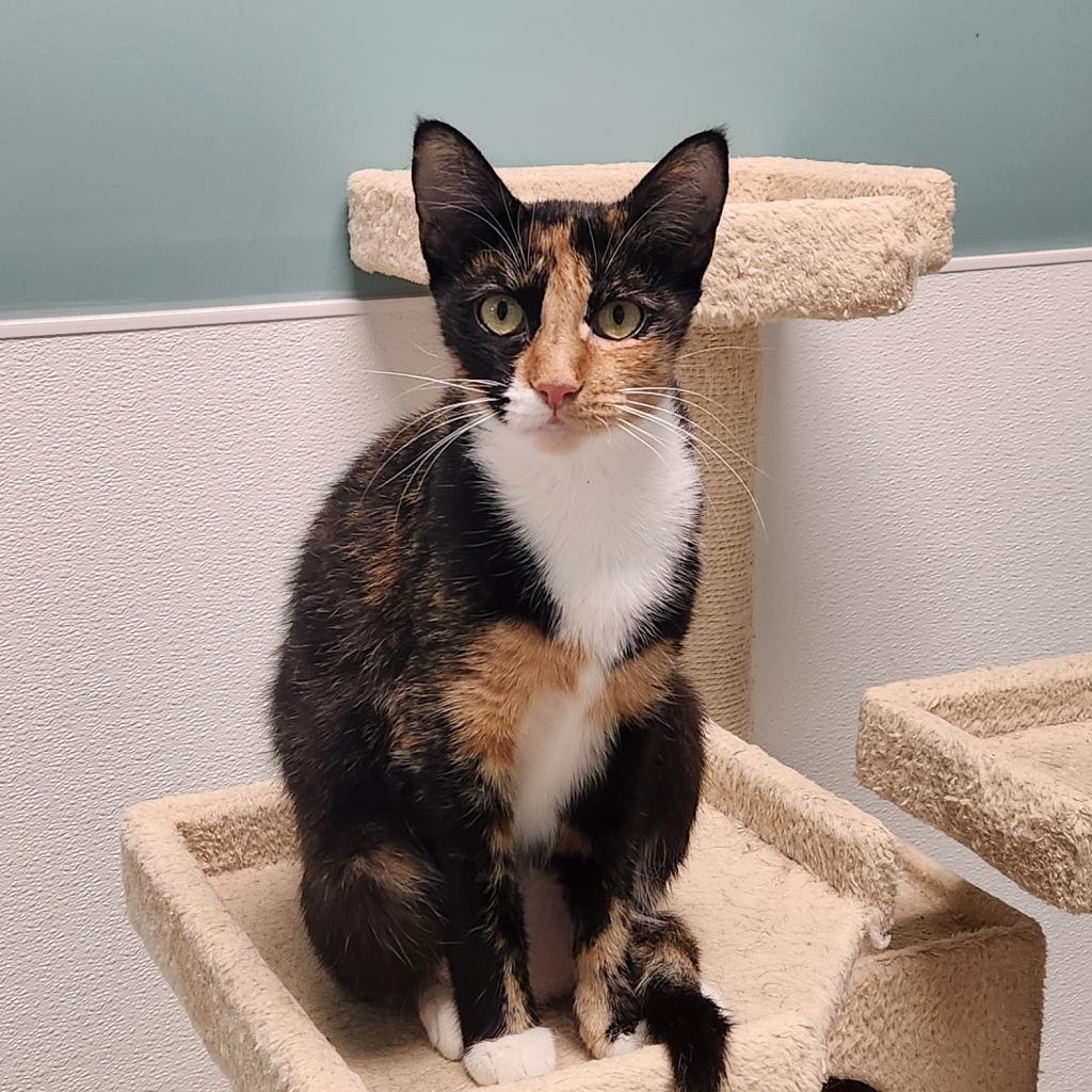 Dakota, a Adoptable Domestic Short Hair in Watertown, NY image 2/4