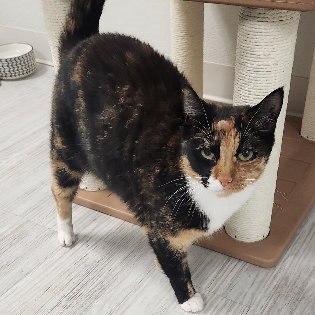 Dakota, a Adoptable Domestic Short Hair in Watertown, NY image 3/4