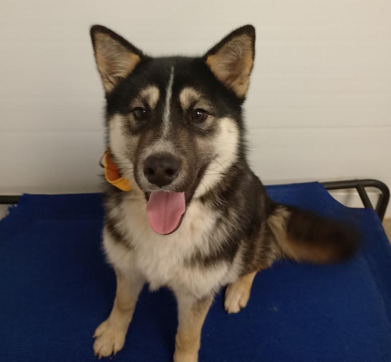 Bandit, ADOPTABLE, Adult Male Husky & Shepherd.