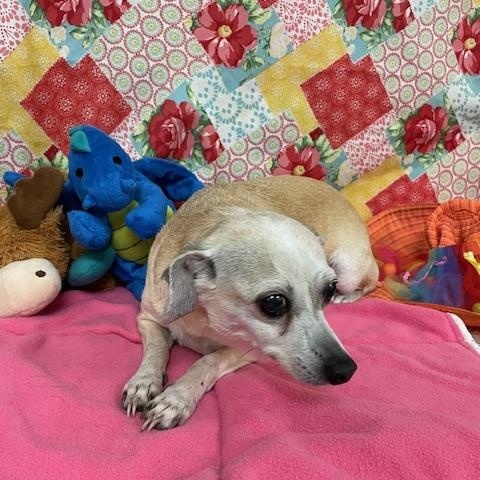 Sissy, Senior Female unknown