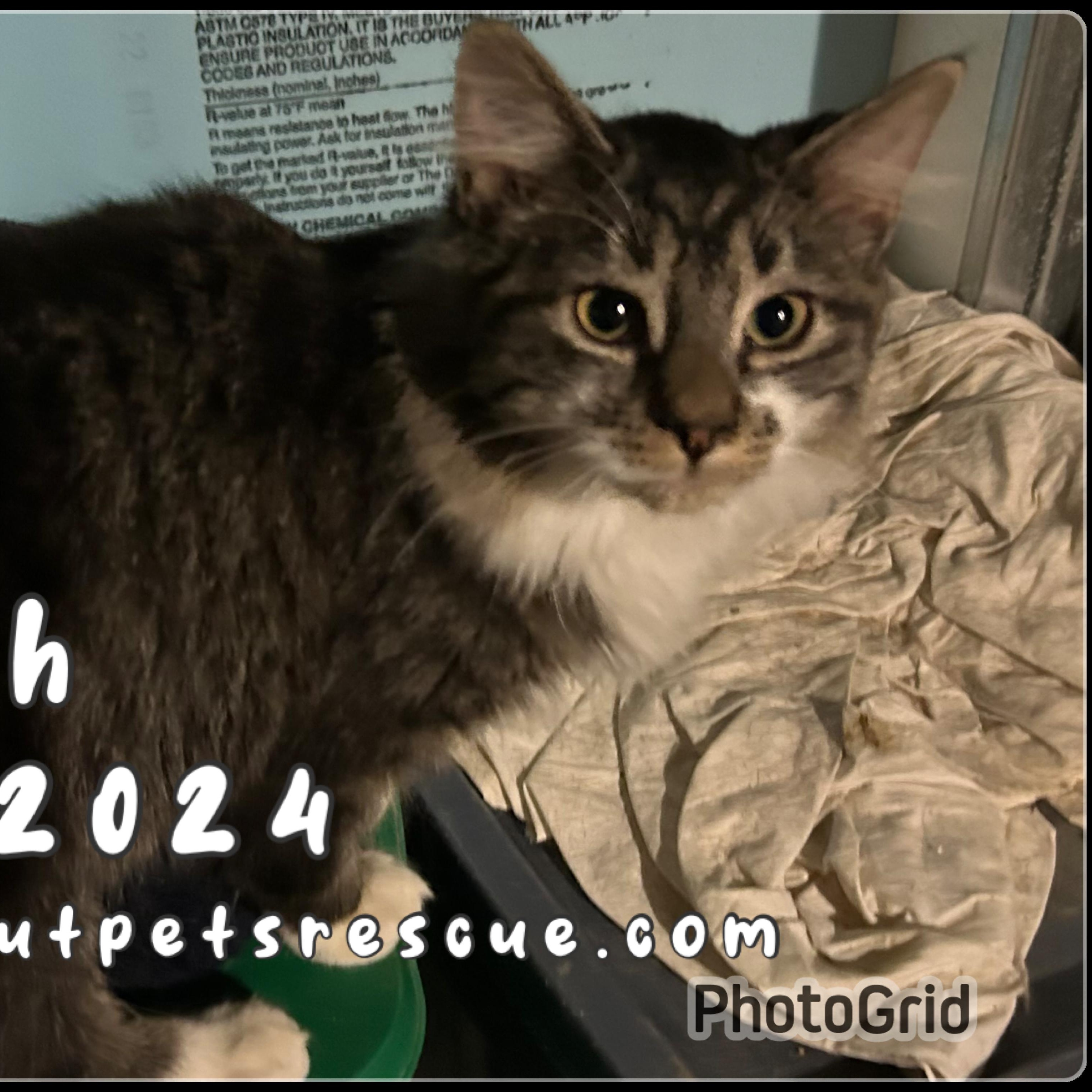Enlarge Cash, a Adopted Domestic Long Hair in Troupsburg, NY image 1/1