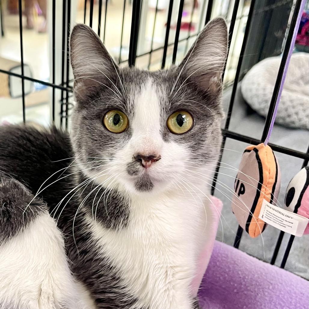 Joan of Arc — thumbnail 3