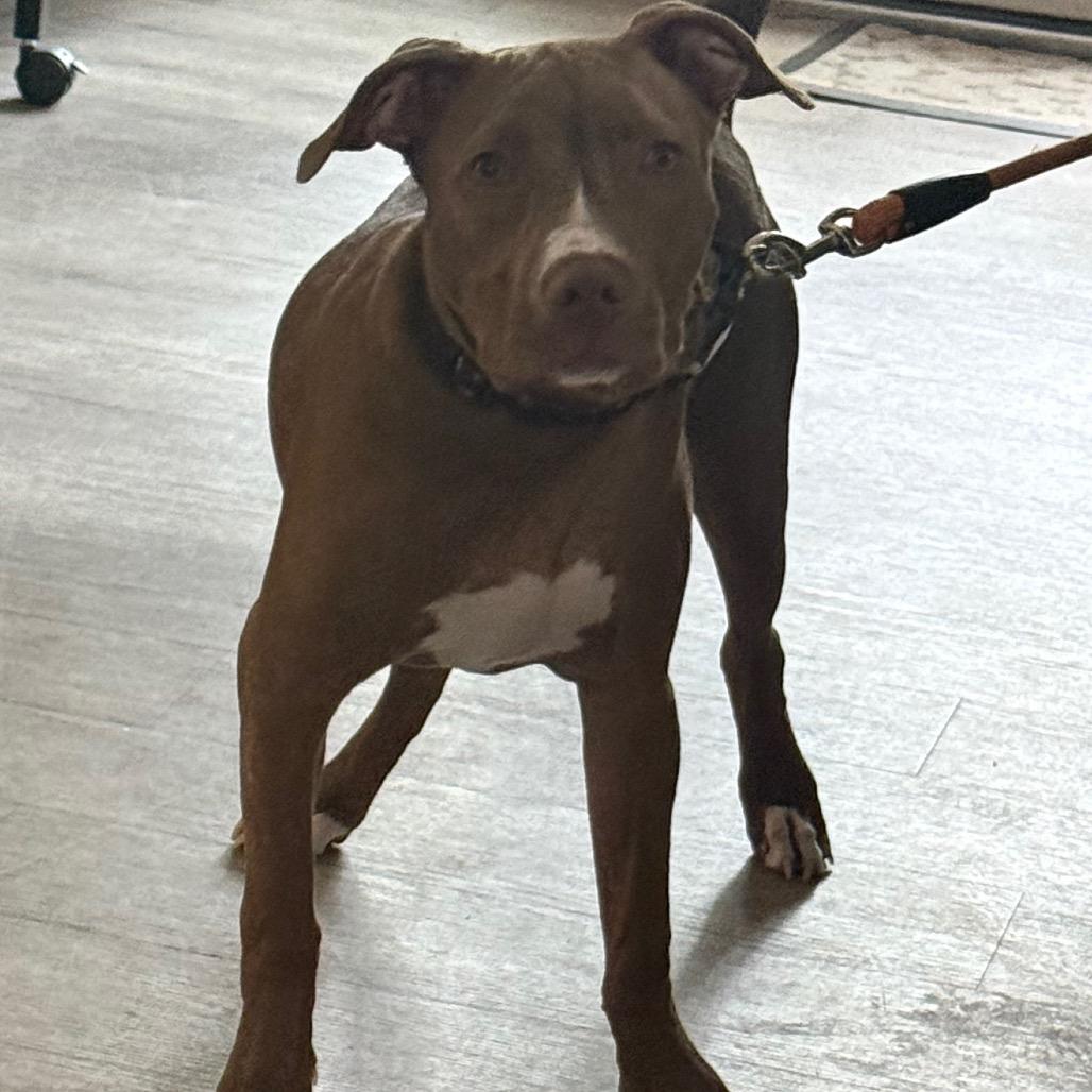 Kane, Adoptable, Young Male Pit Bull Terrier.