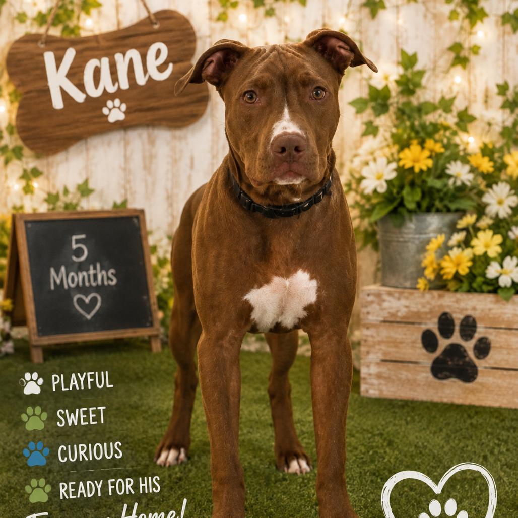 Enlarge Kane, a Adoptable Pit Bull Terrier in Waldorf, MD image 2/3