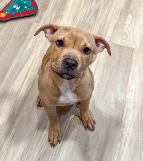 Enlarge Power, a ADOPTABLE mixed breed in Indianapolis, IN image 1/1