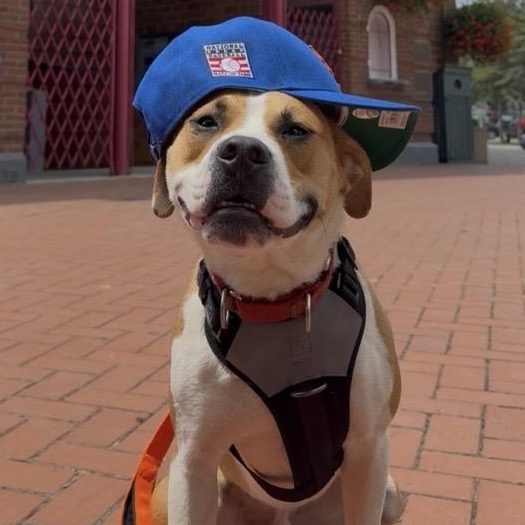 Wrigley, ADOPTABLE, Adult Male Mixed Breed.