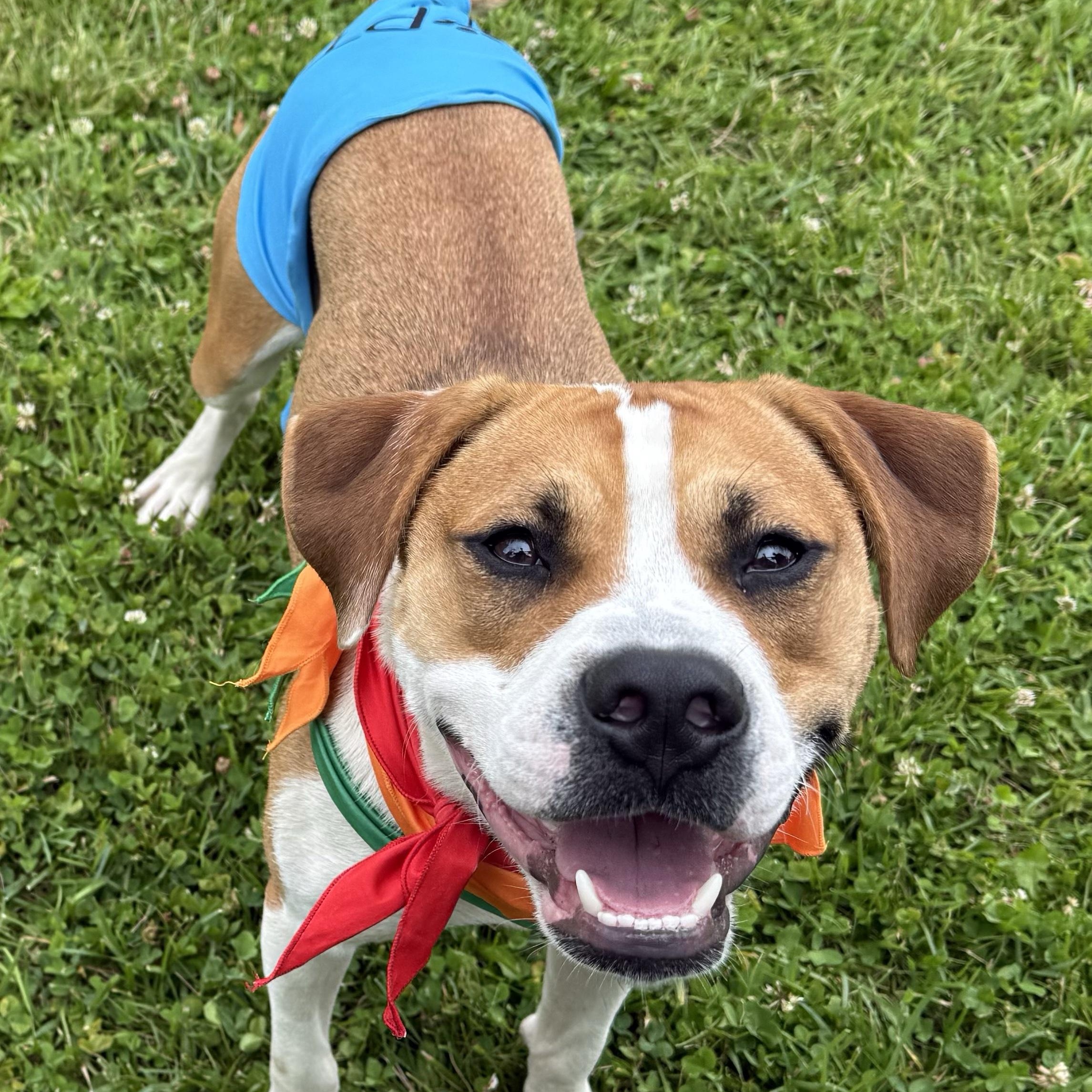 Enlarge Wrigley, a ADOPTABLE Mixed Breed in Cooperstown, NY image 1/4