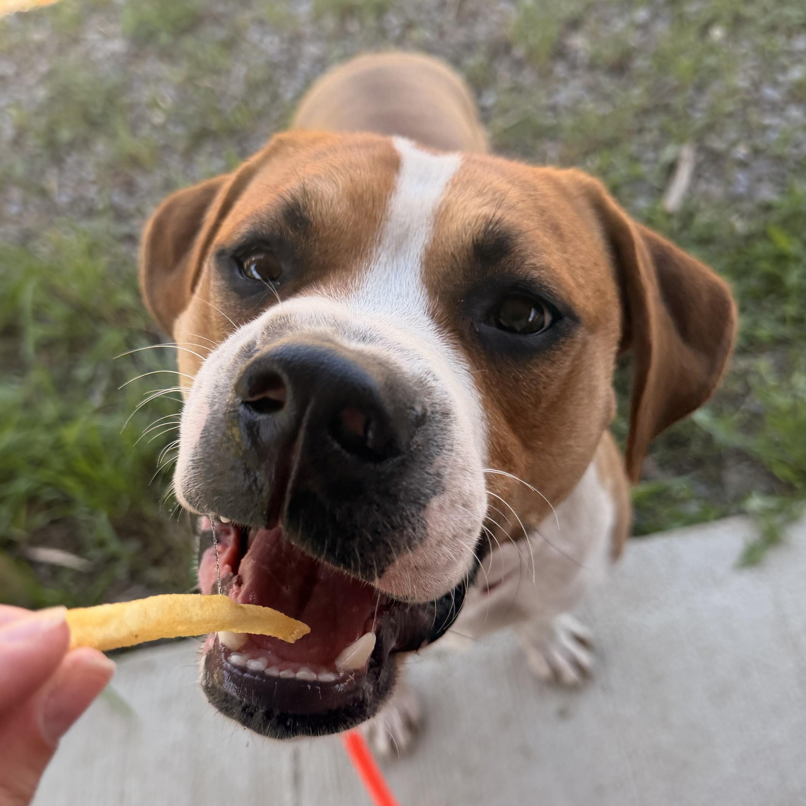 Enlarge Wrigley, a ADOPTABLE Mixed Breed in Cooperstown, NY image 3/6