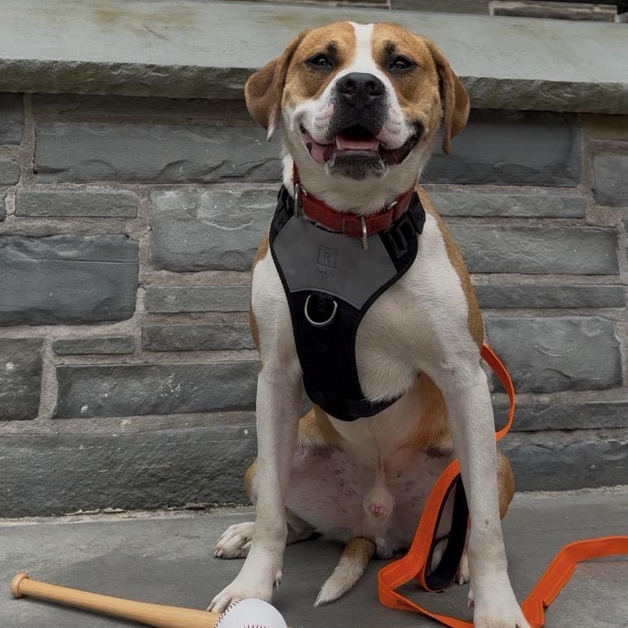 Enlarge Wrigley, a ADOPTABLE Mixed Breed in Cooperstown, NY image 6/6