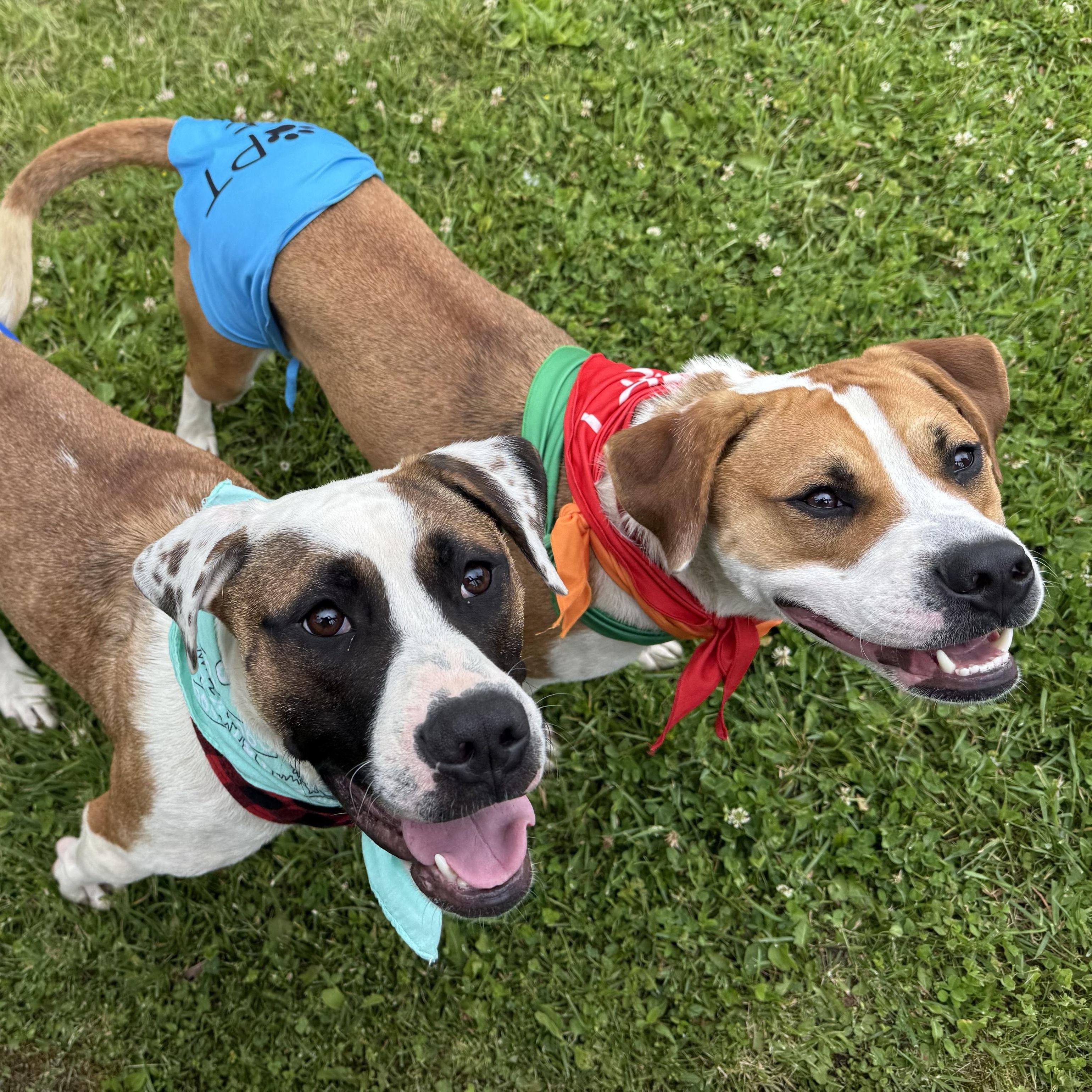 Enlarge Wrigley, a ADOPTABLE Mixed Breed in Cooperstown, NY image 4/4