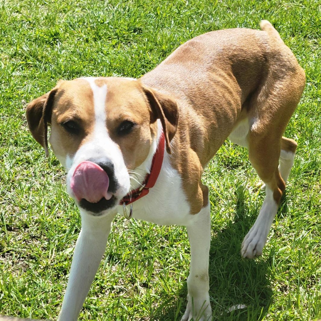 Wrigley, a ADOPTABLE Mixed Breed in Cooperstown, NY image 2/5