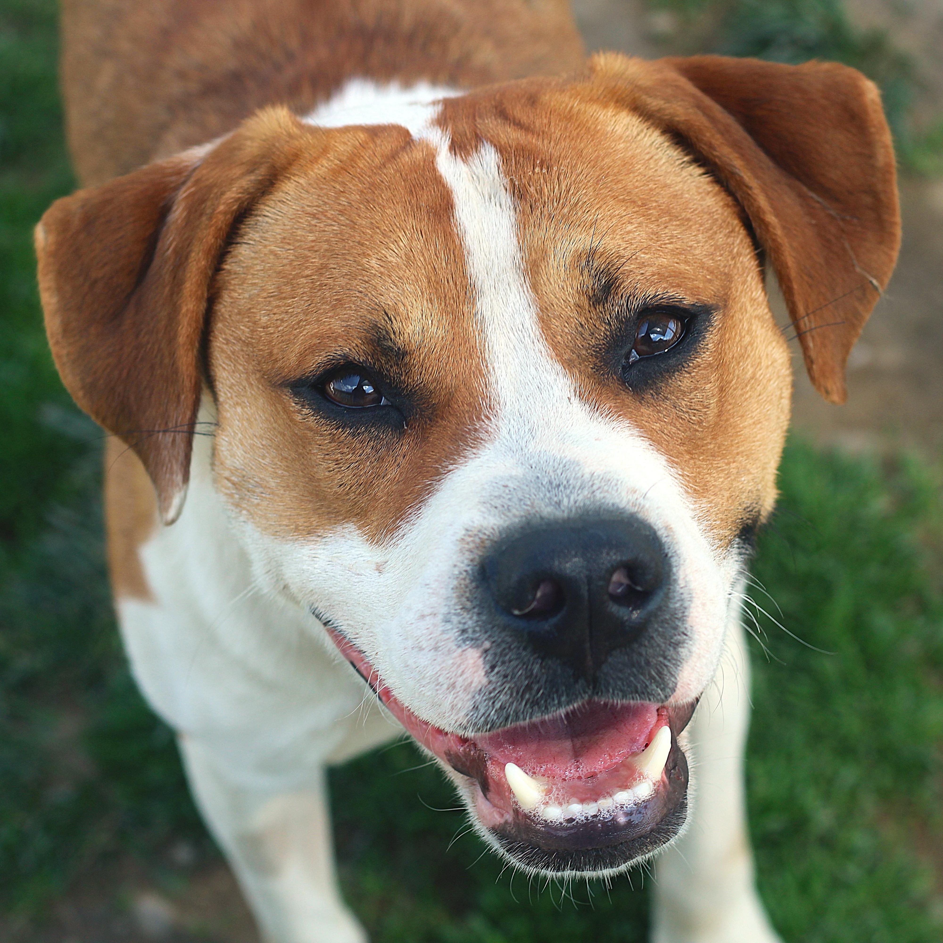 Wrigley, a ADOPTABLE Mixed Breed in Cooperstown, NY image 1/5