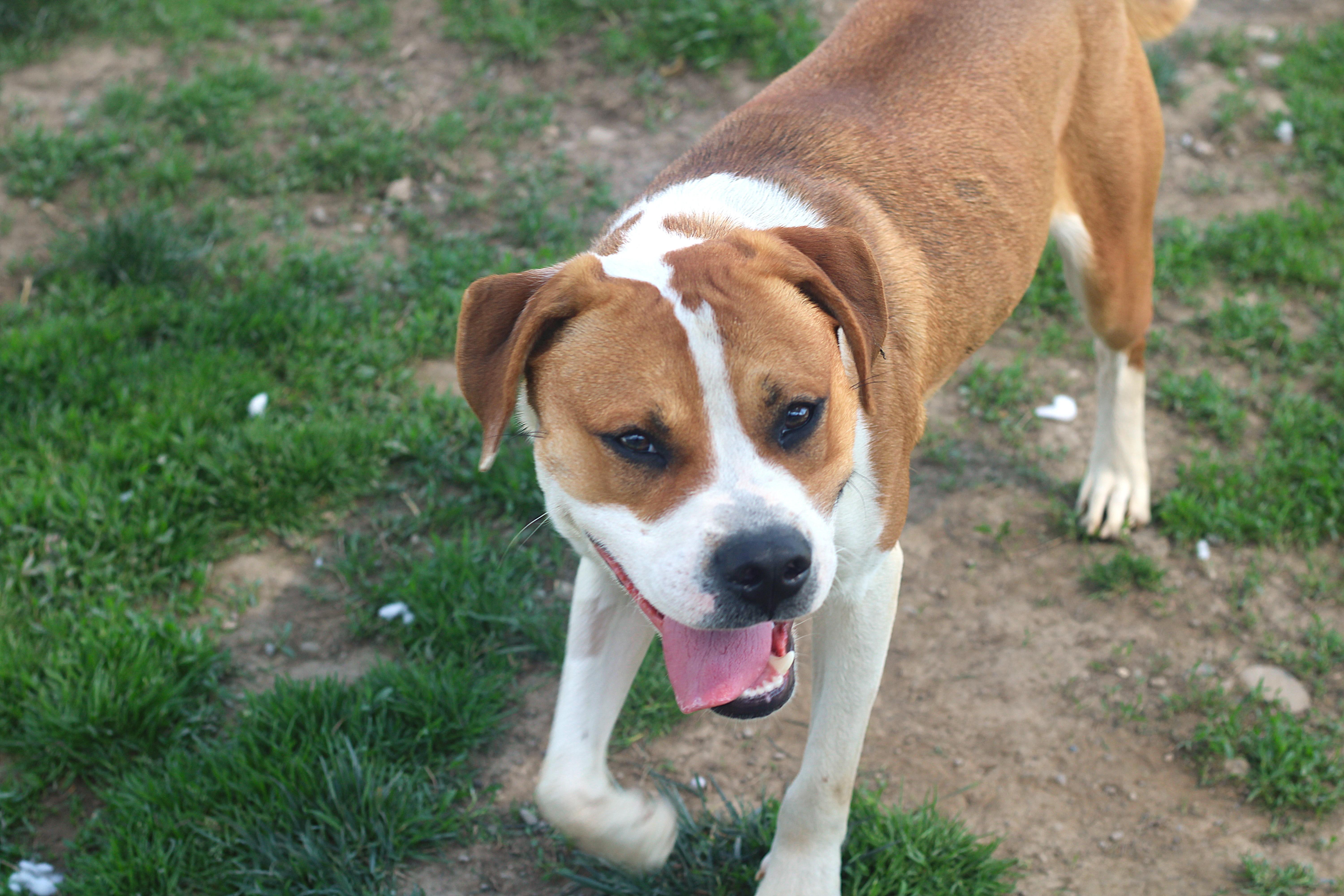 Wrigley, a ADOPTABLE Mixed Breed in Cooperstown, NY image 3/5