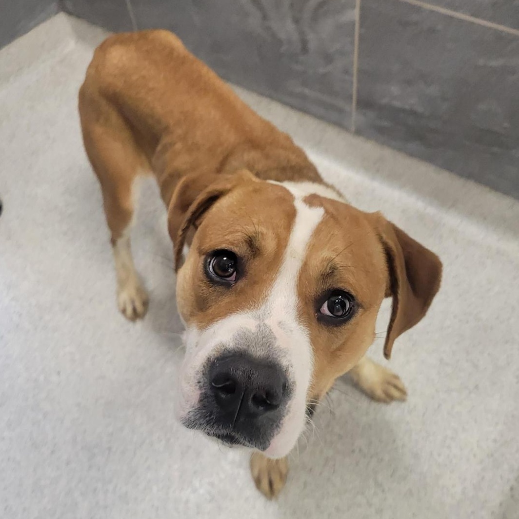 Wrigley, a ADOPTABLE Mixed Breed in Cooperstown, NY image 4/5
