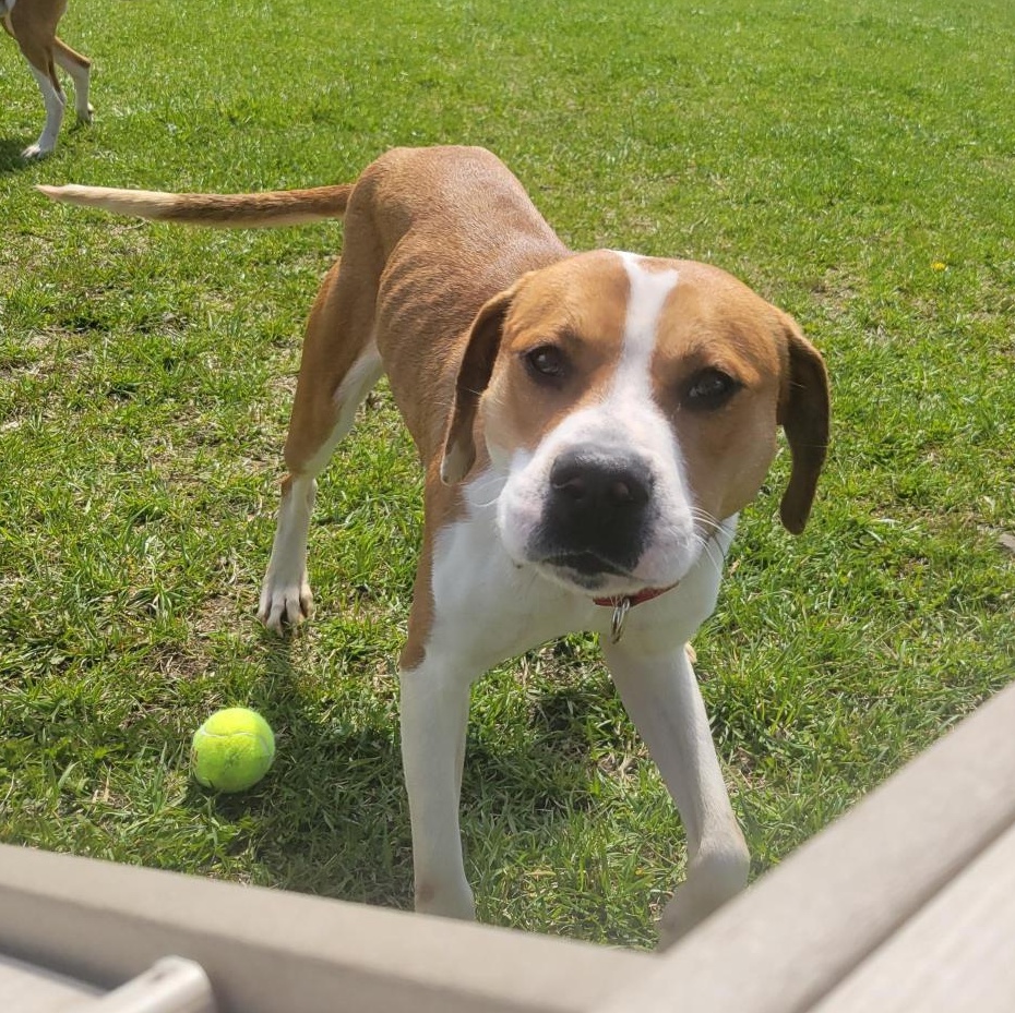 Wrigley, a ADOPTABLE Mixed Breed in Cooperstown, NY image 5/5
