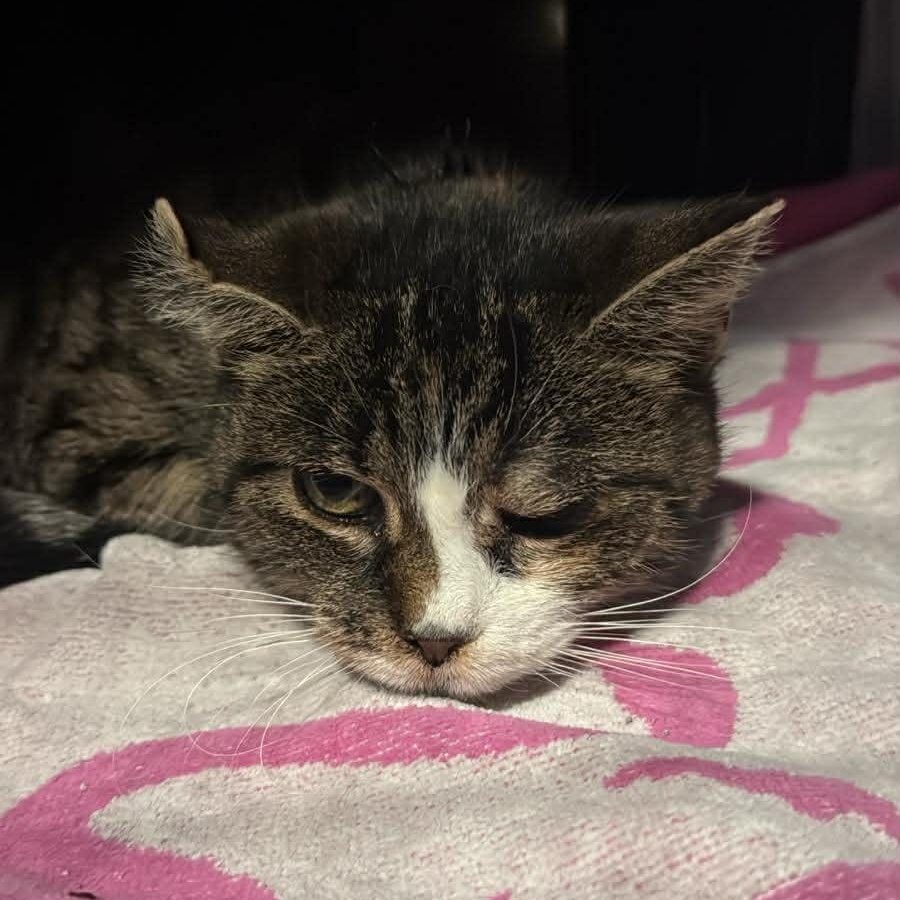 Dulce, ADOPTABLE, Adult Female American Shorthair.