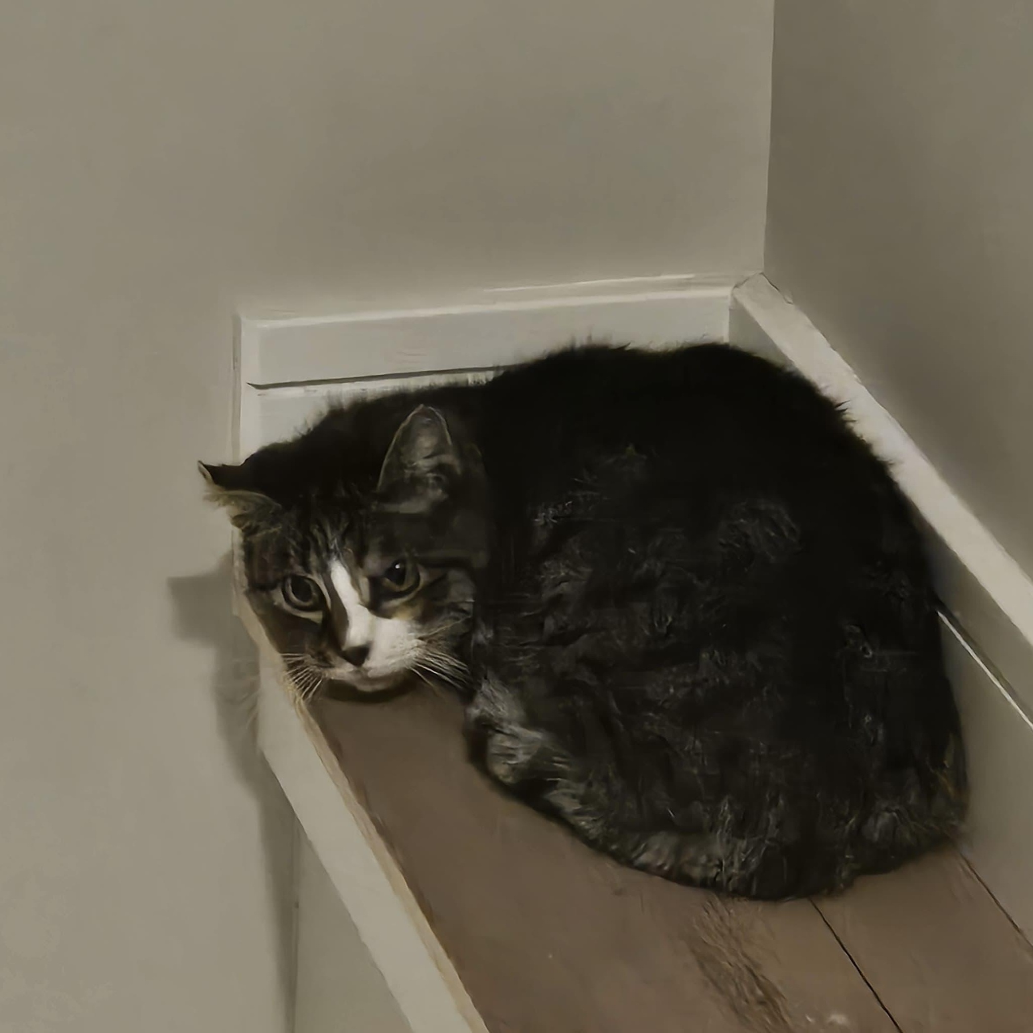 Enlarge Dulce, a ADOPTABLE American Shorthair in Weehawken, NJ image 1/3