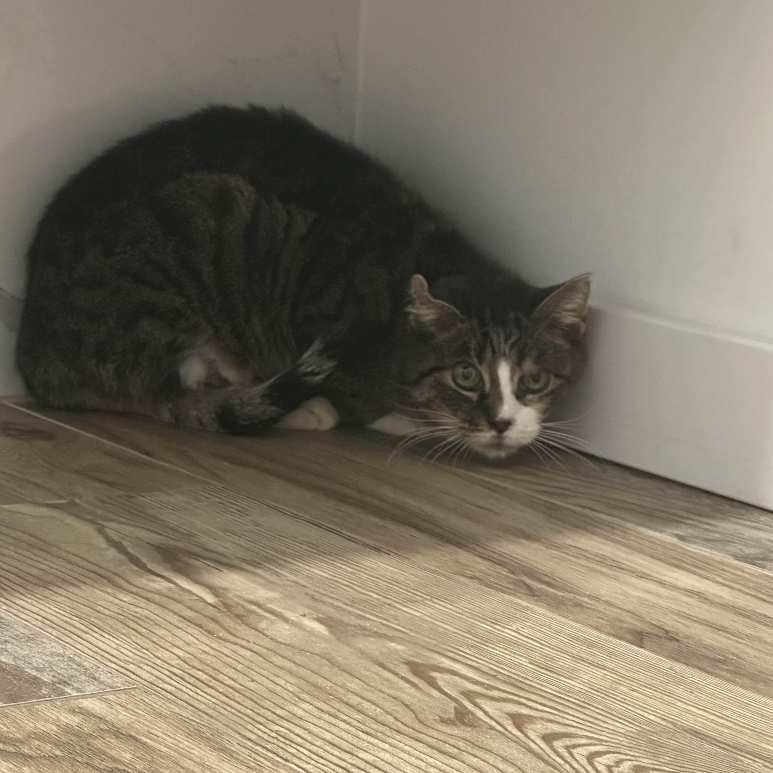 Enlarge Dulce, a ADOPTABLE American Shorthair in Weehawken, NJ image 2/3