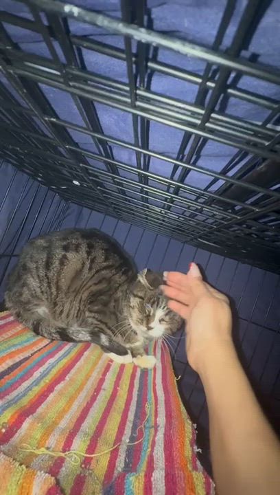 Enlarge Dulce, a ADOPTABLE American Shorthair in Weehawken, NJ video 3/3