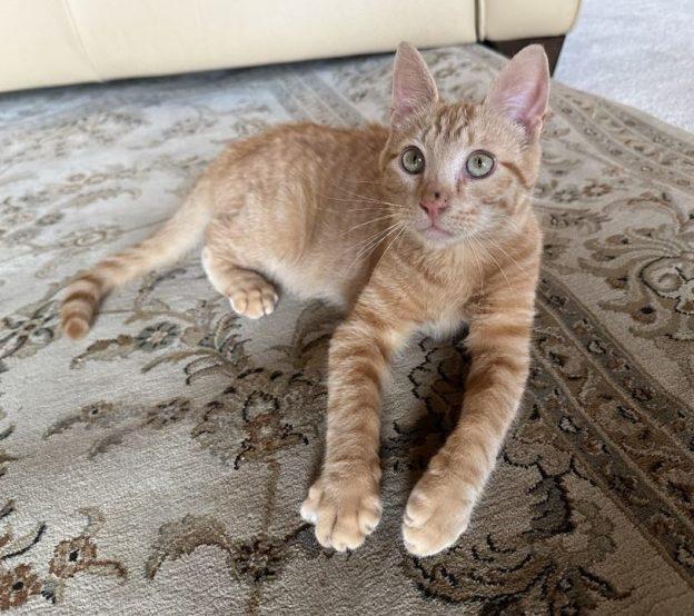 Archie