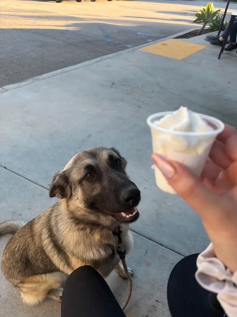 Enlarge Peach, a ADOPTABLE mixed breed in Monrovia , CA image 6/6
