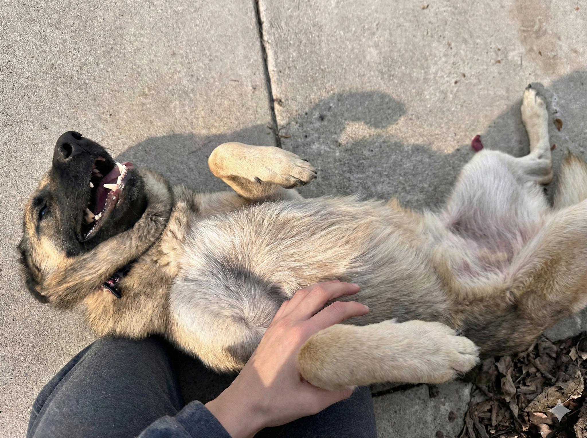 Enlarge Peach, a ADOPTABLE mixed breed in Monrovia , CA image 4/6