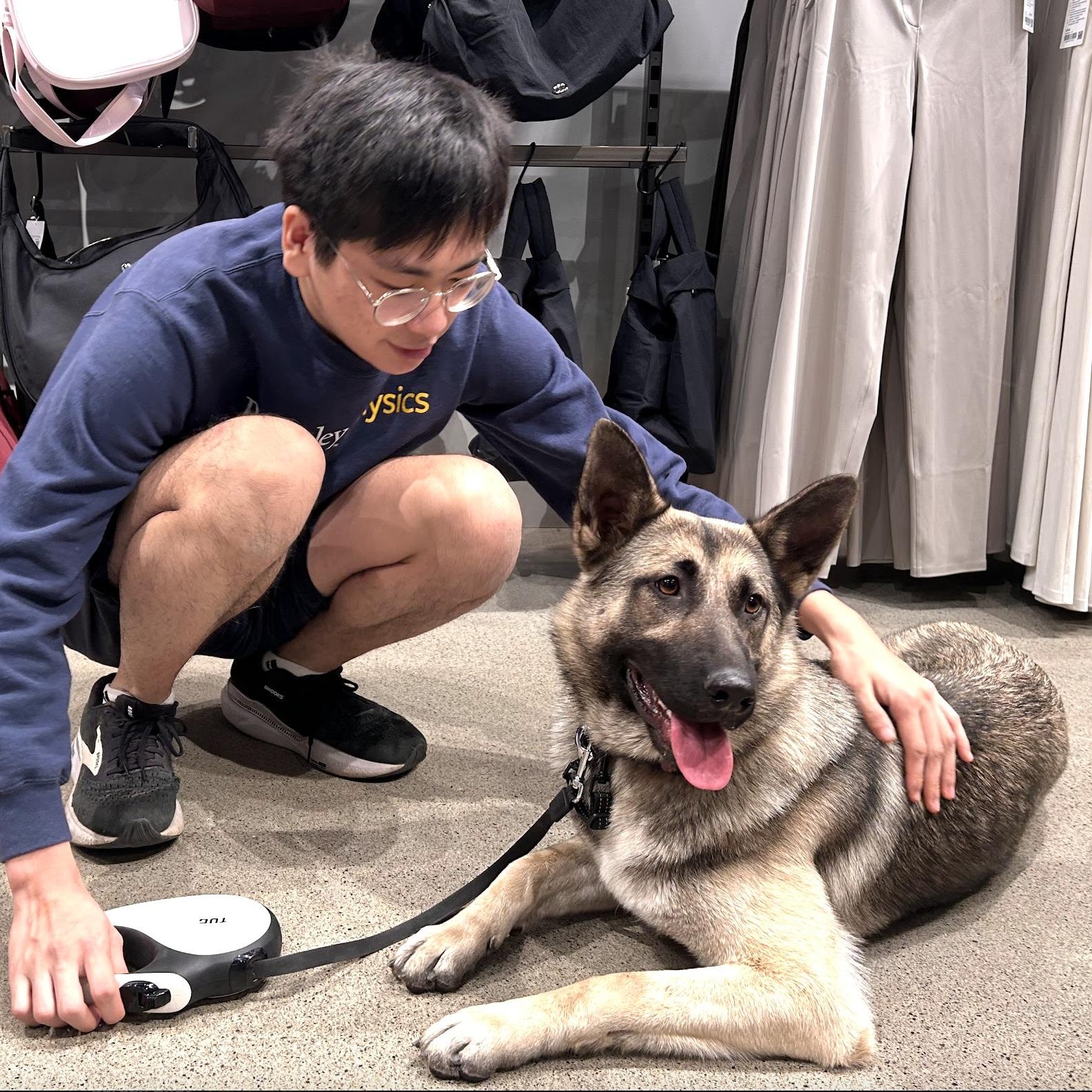 Peach, ADOPTABLE, Young Female German Shepherd Dog.