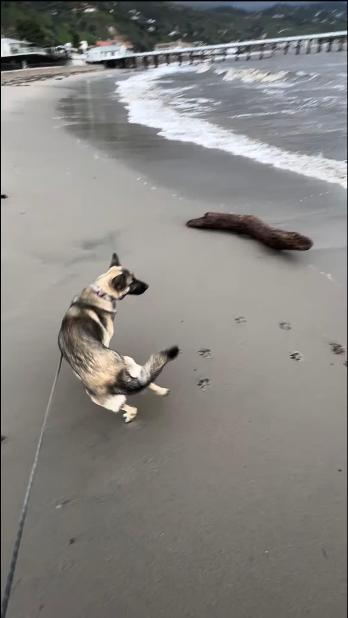 Peach, a ADOPTABLE mixed breed in Monrovia , CA image 5/6