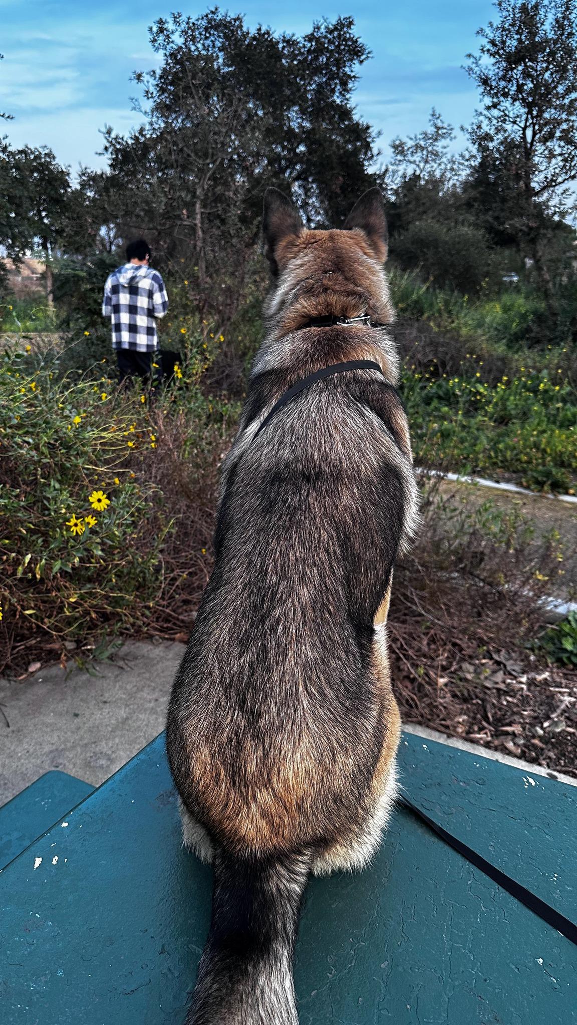 Enlarge Peach, a ADOPTABLE mixed breed in Monrovia , CA image 5/6