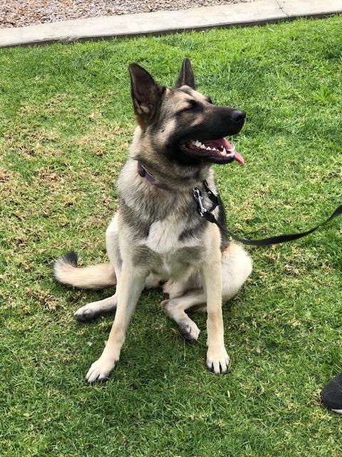 Peach, ADOPTABLE, Young Female German Shepherd Dog.