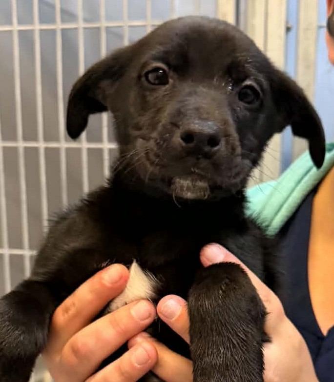 Gomez, Adoptable, Puppy Female Boxer & Alaskan Malamute.