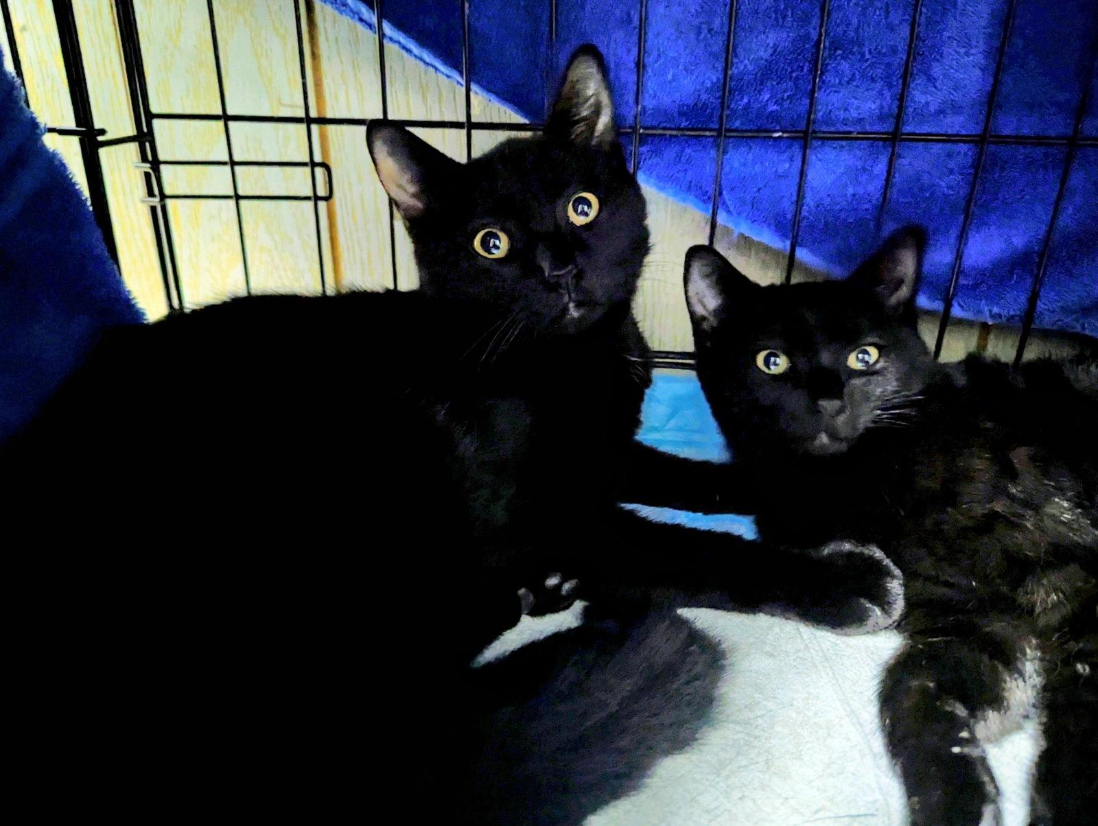 Enlarge Courtesy List: Prancer, a Adopted Domestic Short Hair in Broomall, PA image 1/2