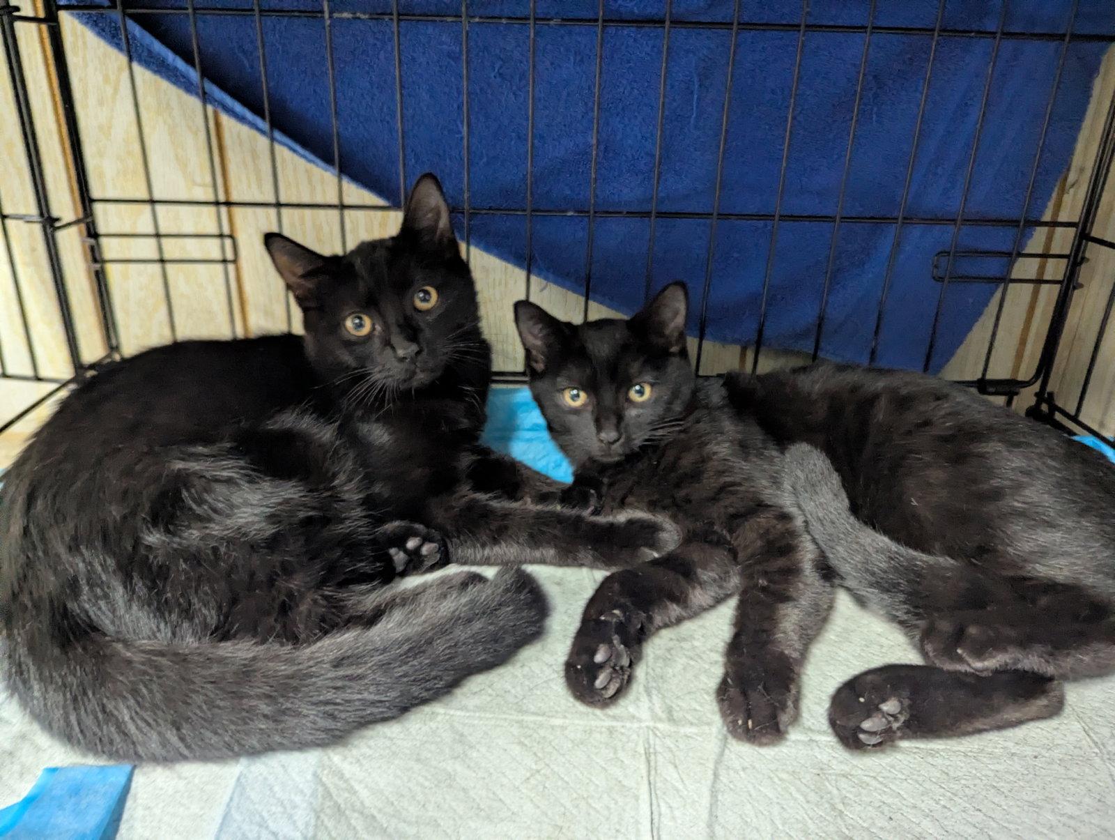 Enlarge Courtesy List: Prancer, a Adopted Domestic Short Hair in Broomall, PA image 2/2