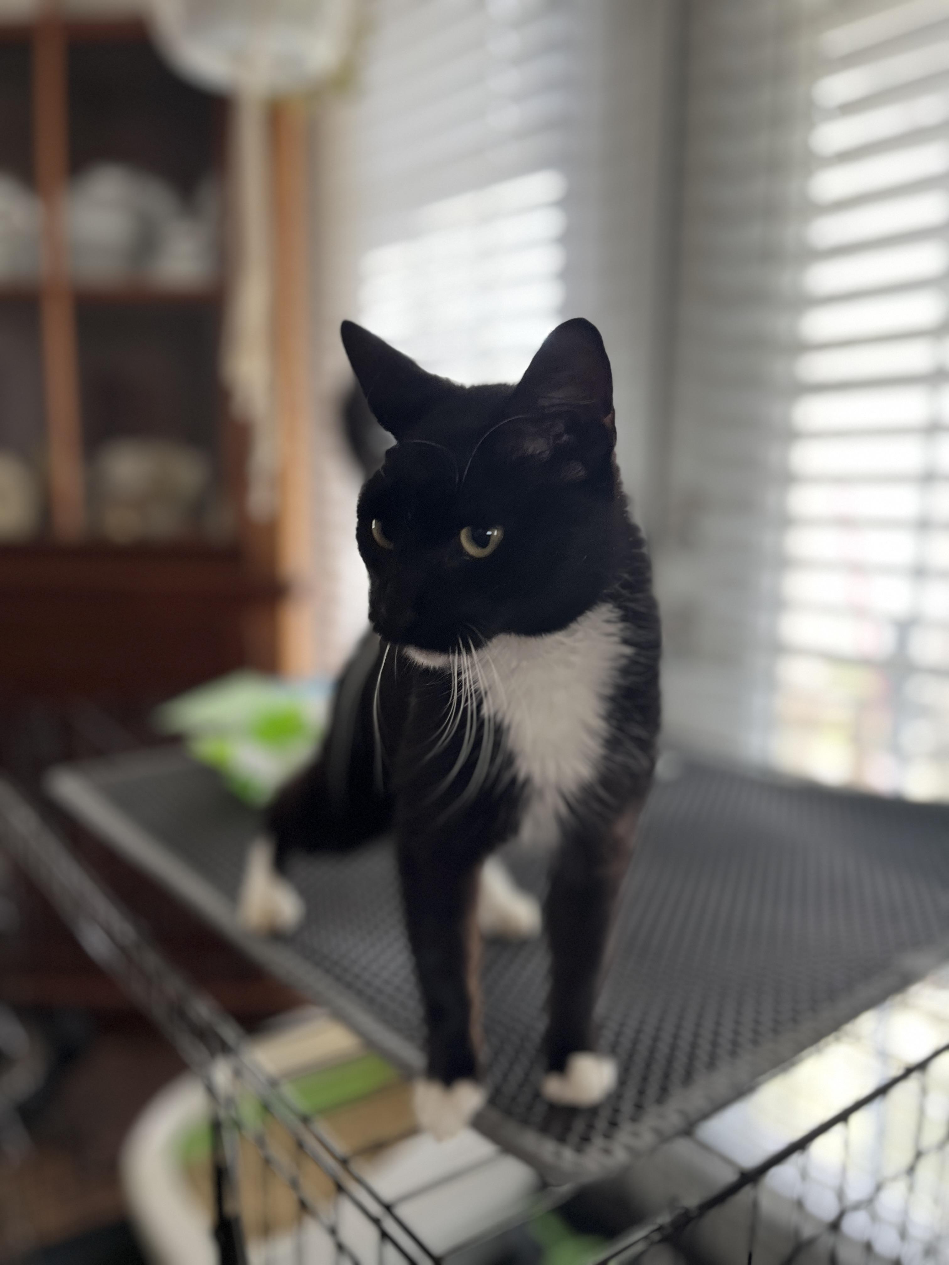 Elsie photo 4