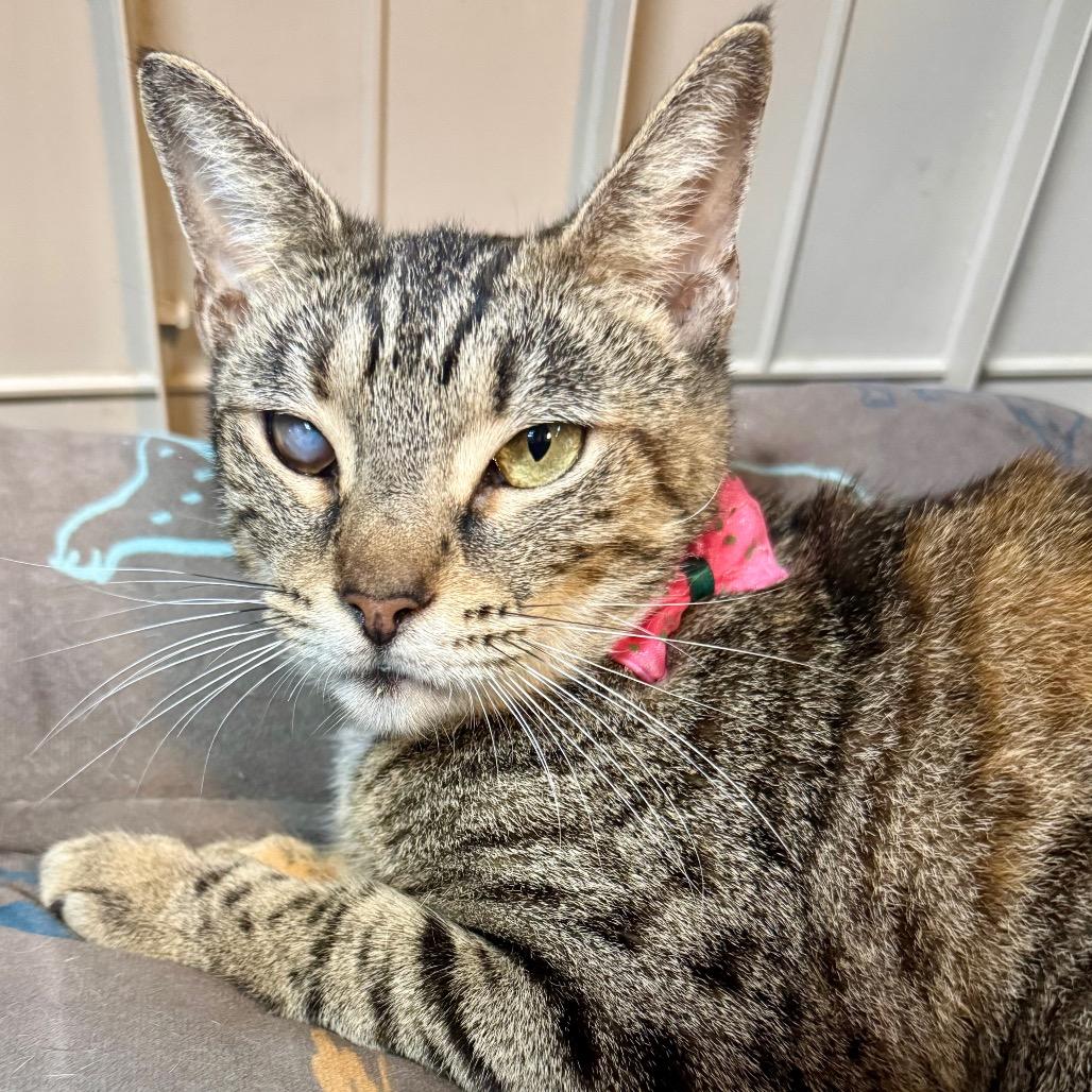 Adora — thumbnail 2