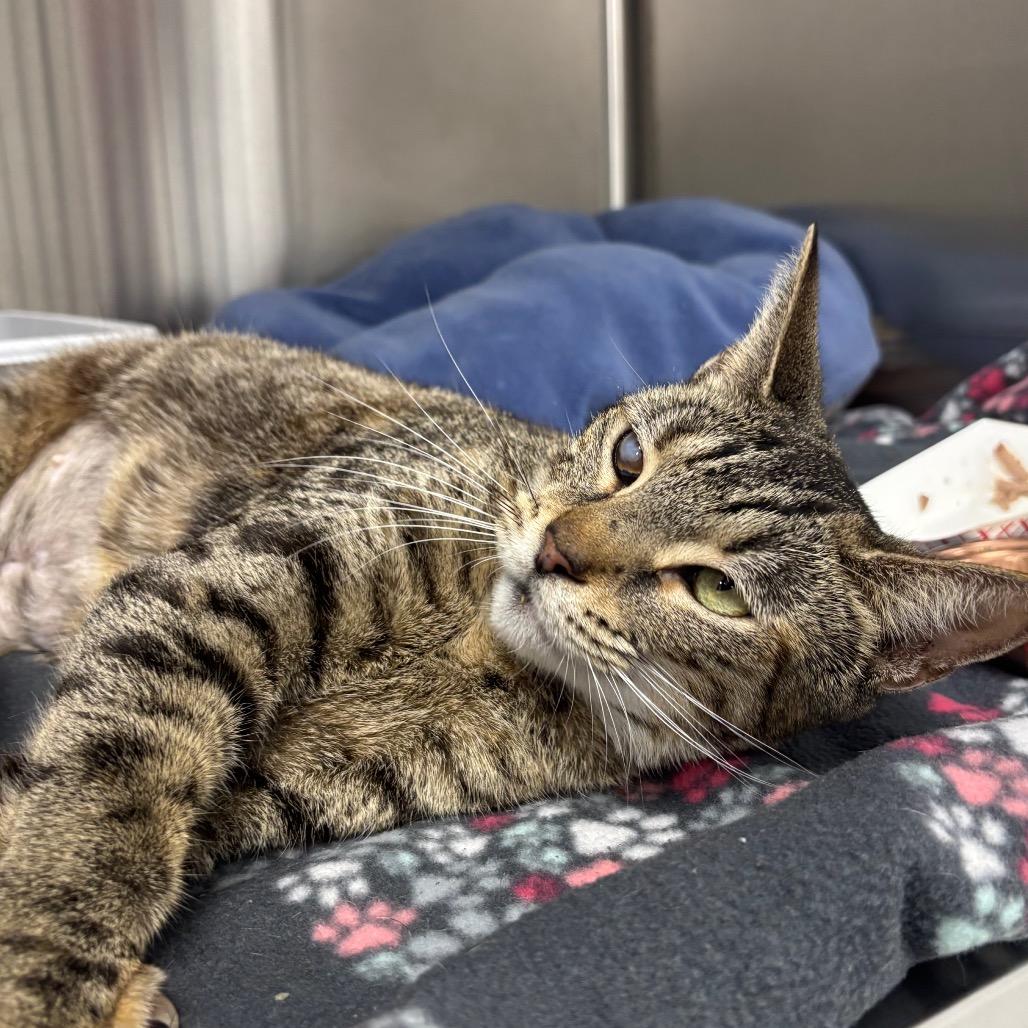 Adora — thumbnail 3