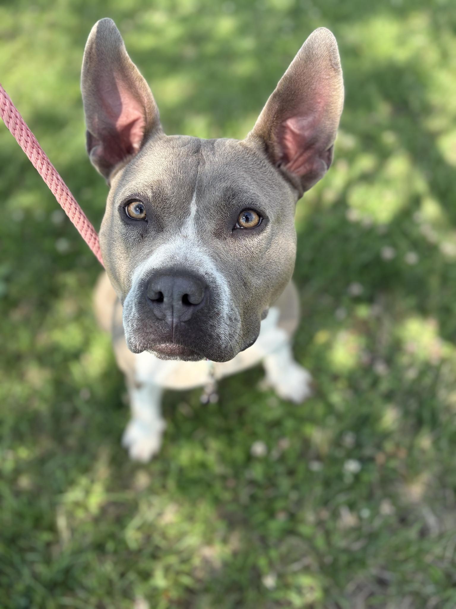 Daphne