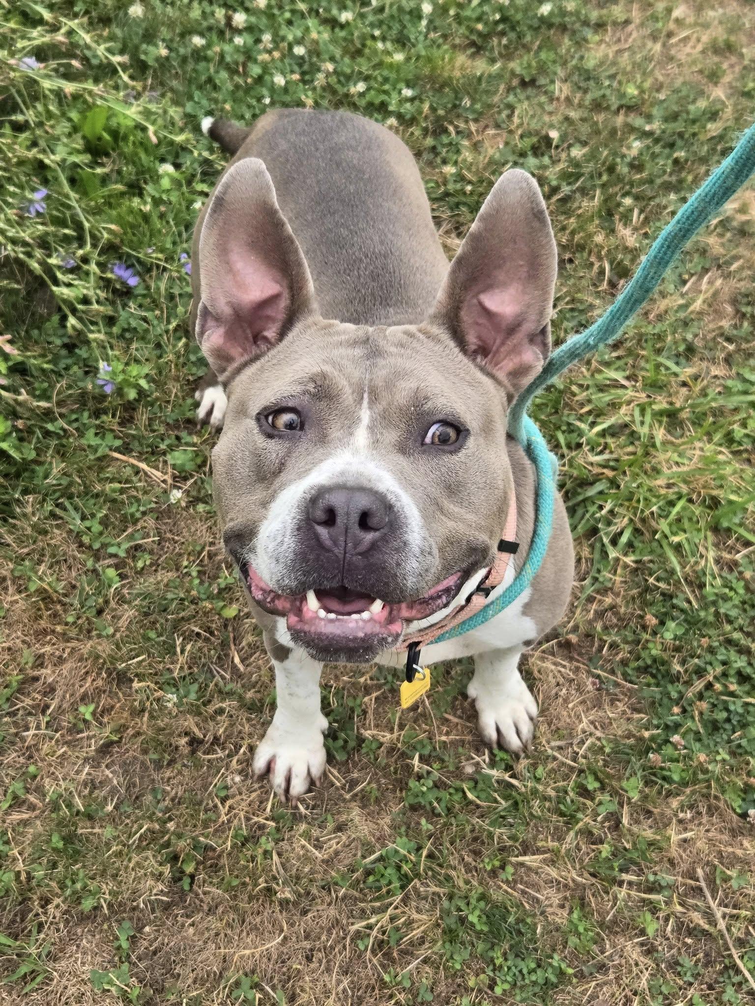 Daphne