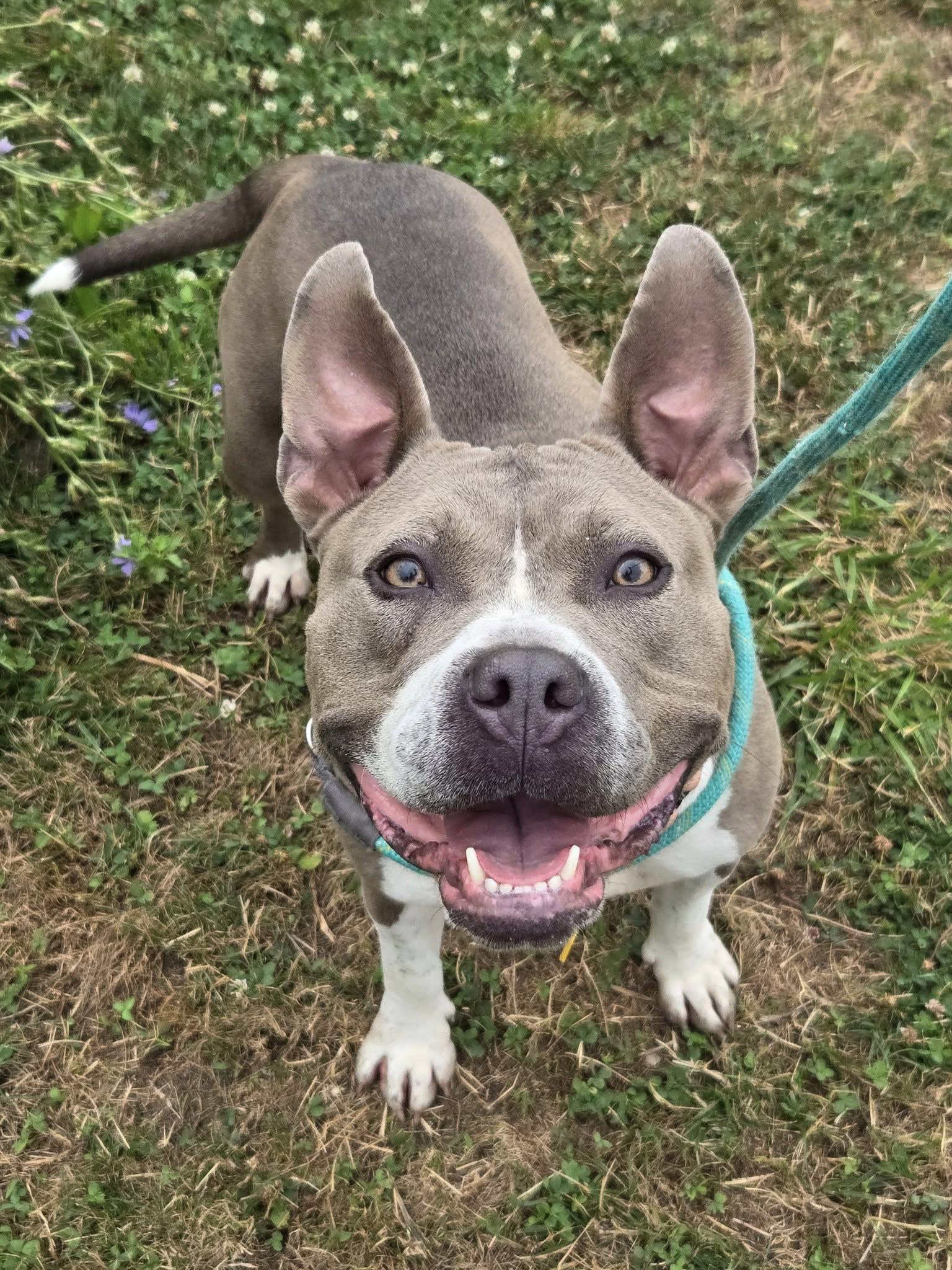 Daphne